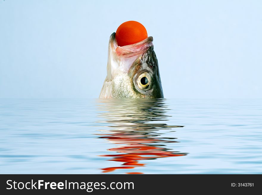 Sea bass head in the water with reflection