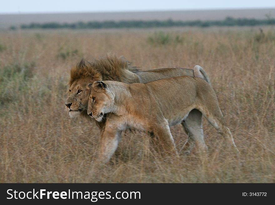 Lion couple on honeymoon