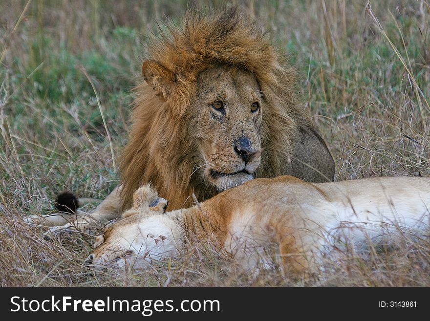 African lion and lioness resting together, Masai Mara, Kenya. African lion and lioness resting together, Masai Mara, Kenya