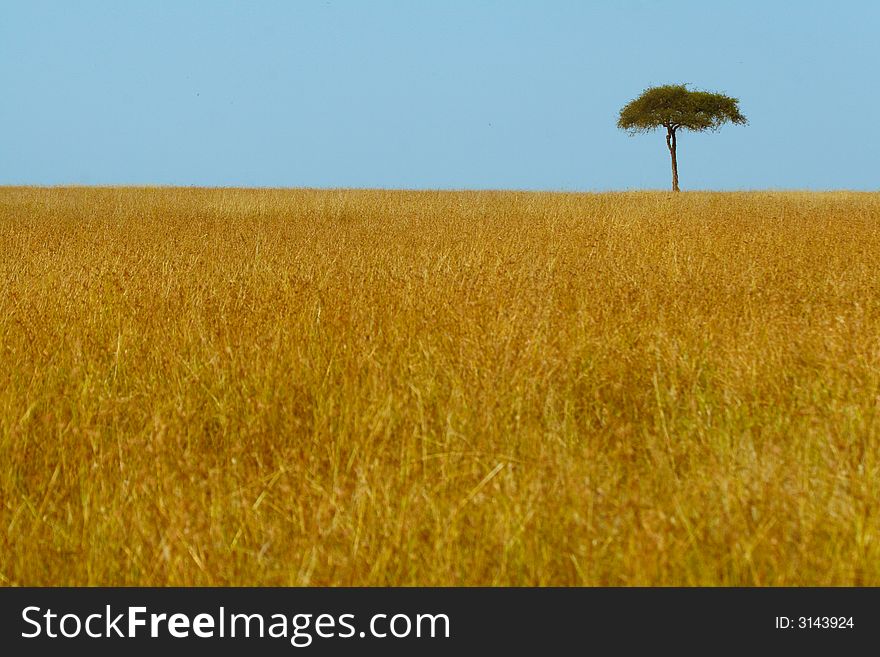 Landscape view of open golden grassland with single acacia tree against blue sky in Serengeti Masai Mara ecosystem, East Africa