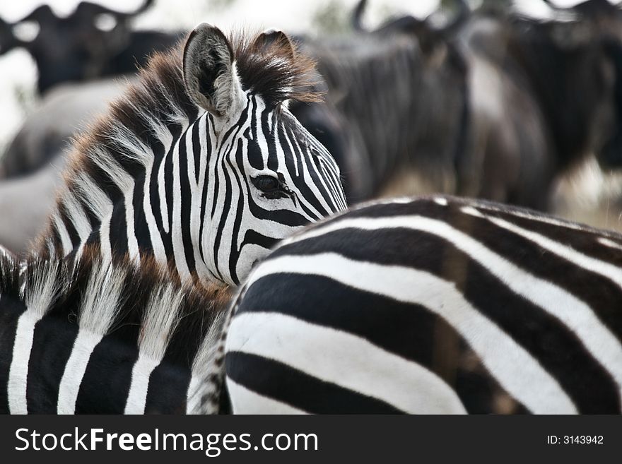 Plains zebra head amongst herd of zebras and wildebeest, masai mara