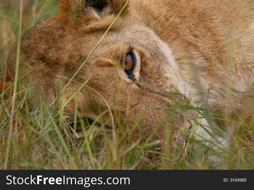 Lioness resting in green grass, looking into camera. Lioness resting in green grass, looking into camera