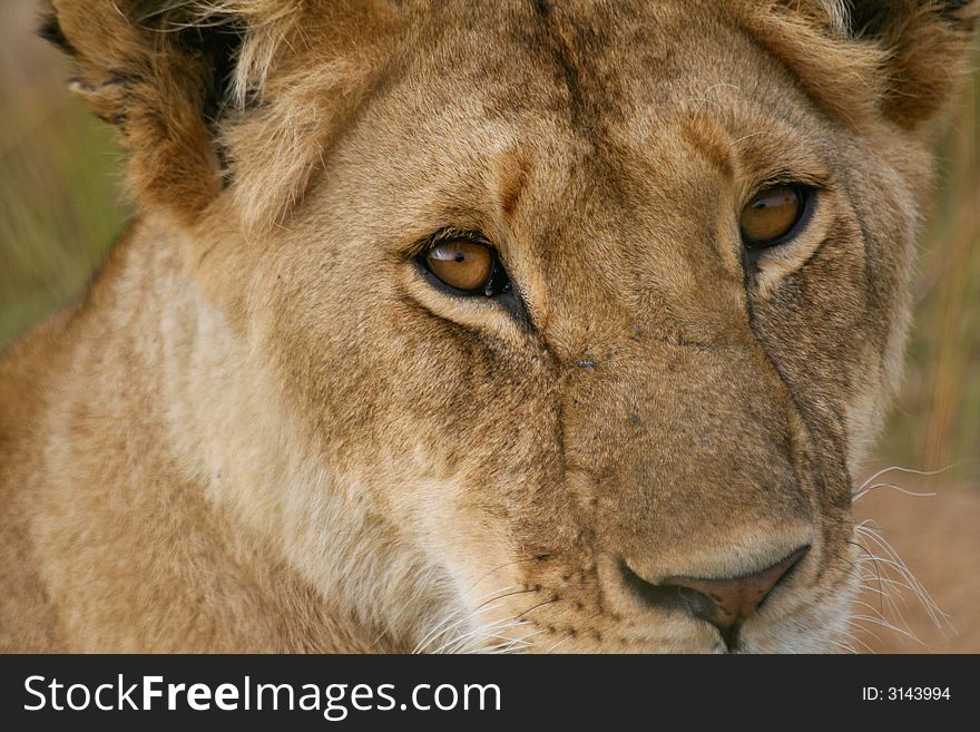 Close look at African lioness. Close look at African lioness