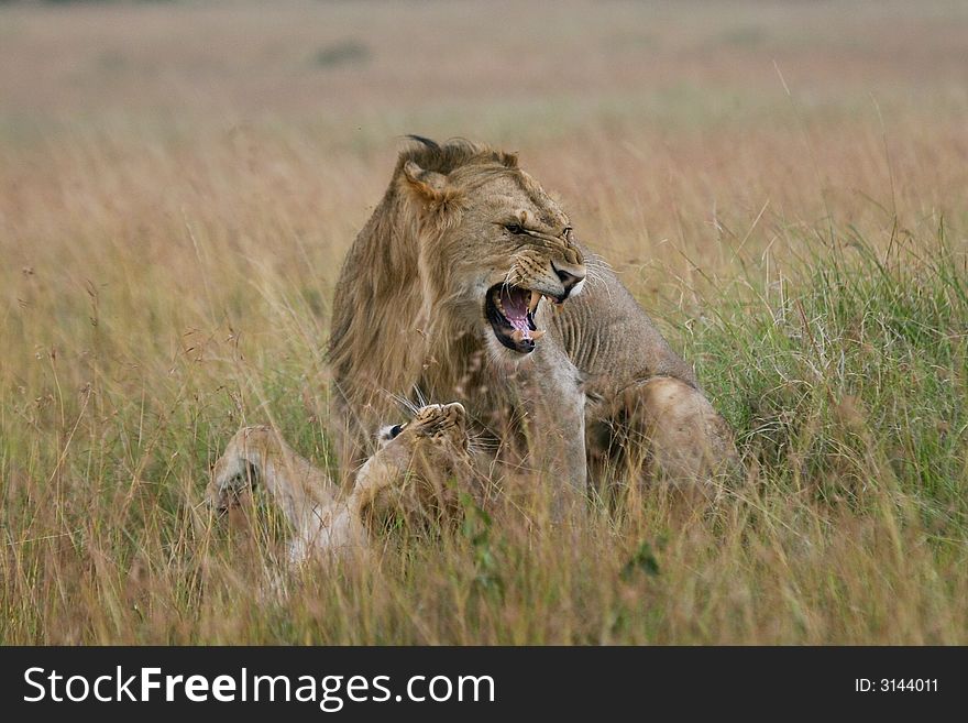 Lion couple