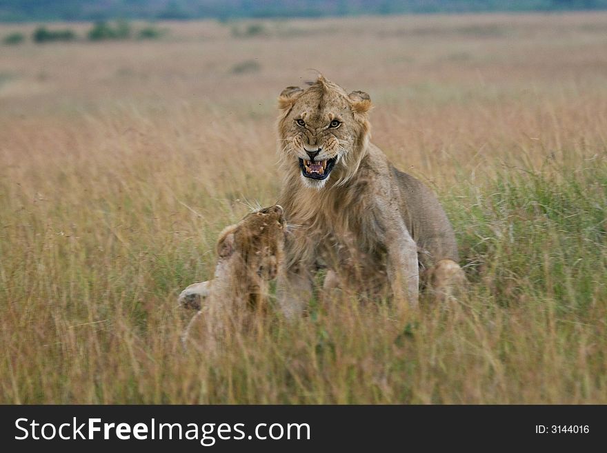 African lion and lioness playfully teasing each other after mating, Masai Mara, Kenya. African lion and lioness playfully teasing each other after mating, Masai Mara, Kenya