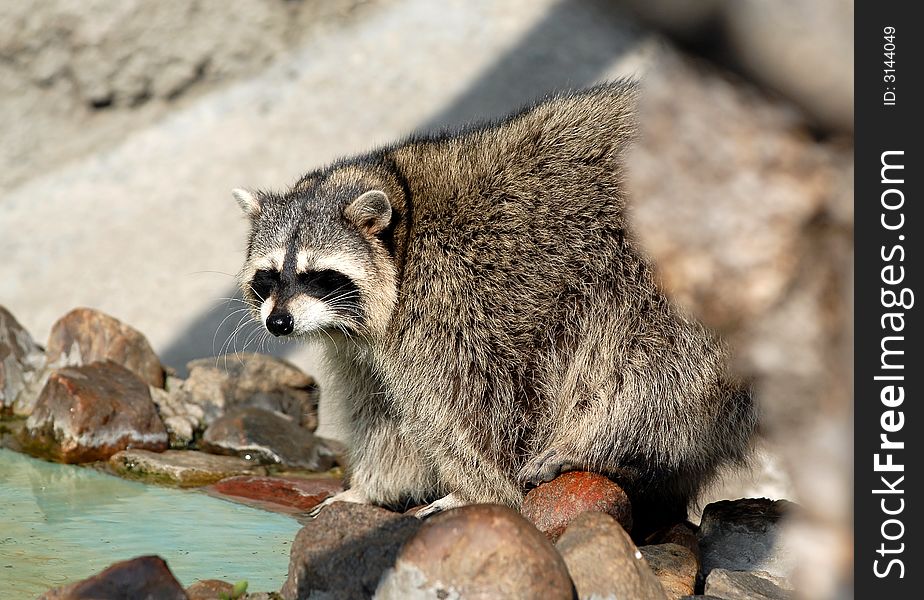 Raccoon on coast of pool in the Moscow zoo