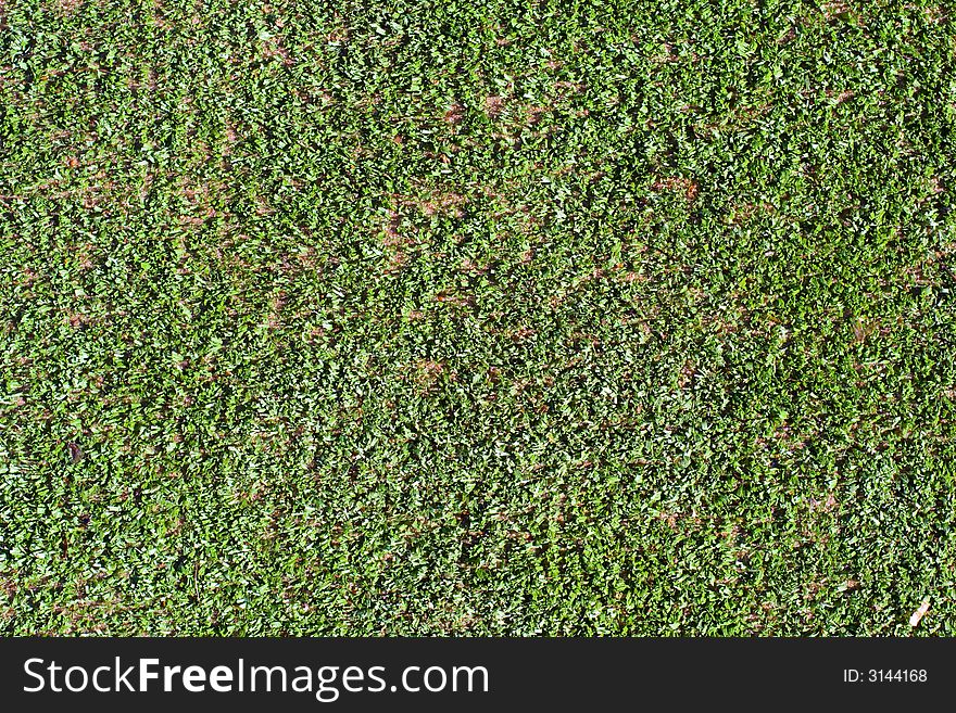 Green grass background. Tennis lawn.