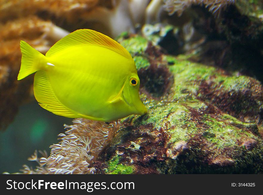 This is a Yellow Tang or 'Zebrasoma Flavescens' - photographed in an aquarium.