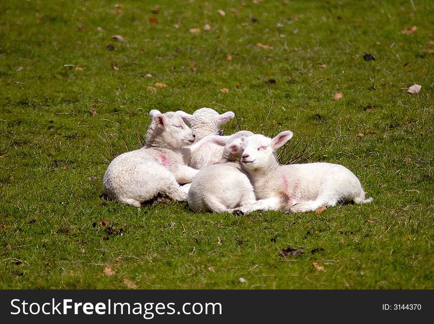 Lambs in field