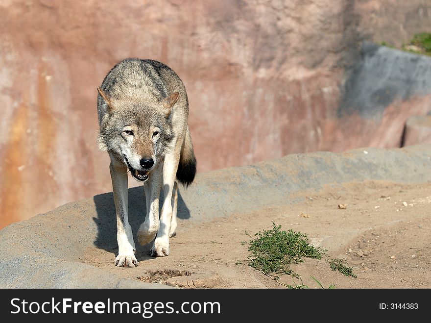 Wolf in the Moscow zoo