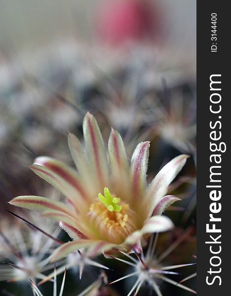 Pincushion cactus with nice flowers