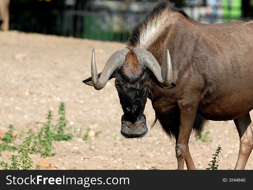 Antelope at the visitors in the zoo in Moscow