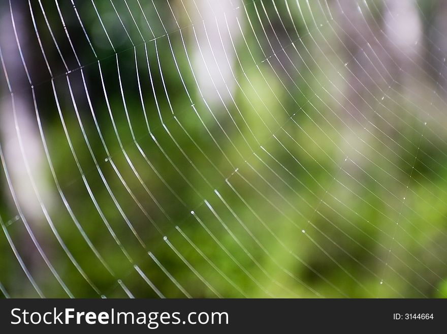 Spider s web close-up.