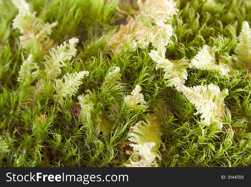 The hummock overgroun with moss. The hummock overgroun with moss