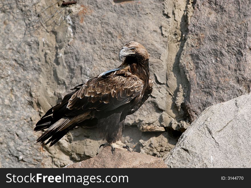 Eagle the visitors in the zoo in Moscow