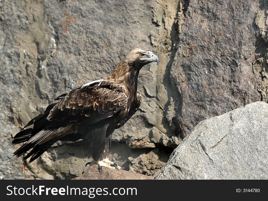 Eagle the visitors in the zoo in Moscow