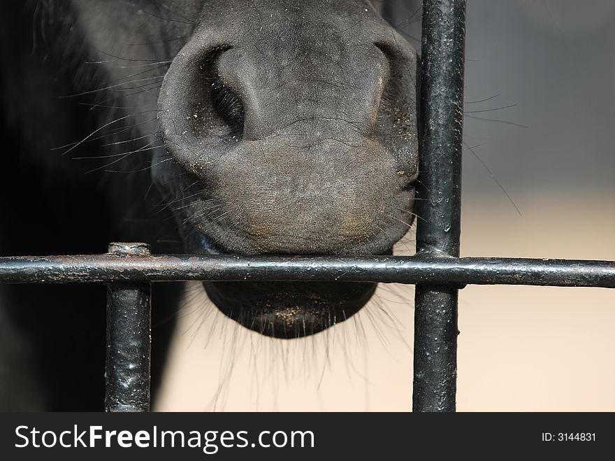 Horse at the visitors in the zoo in Moscow