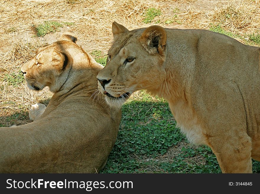 Lioness and lionet on grass