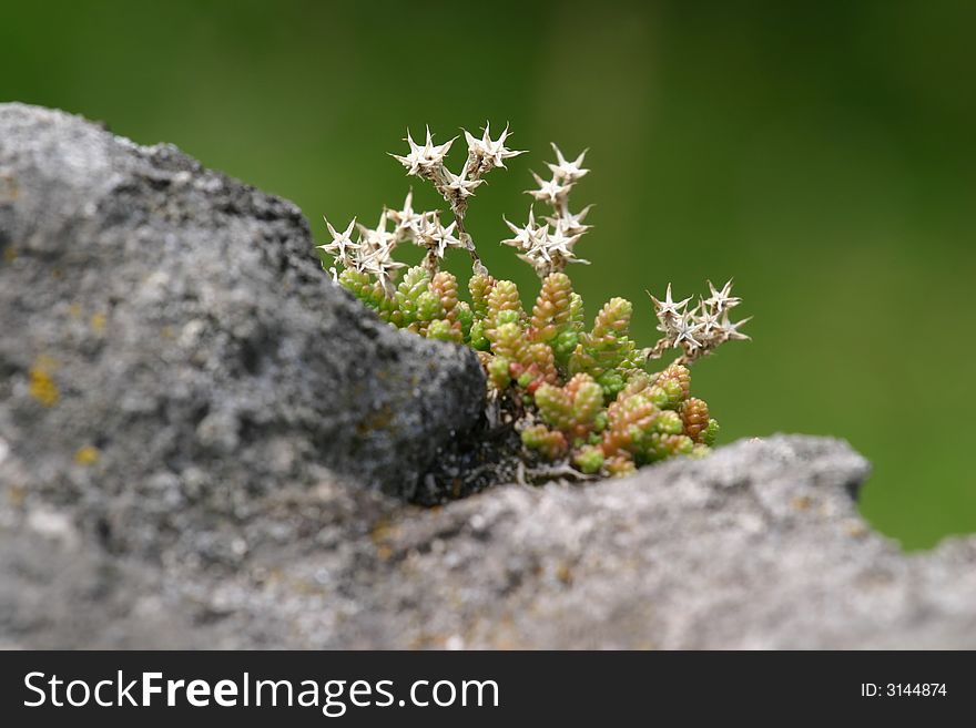 Spiny flower on the stone with defocused green background