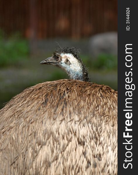 Ostrich staring at the visitors in the zoo in Moscow. Ostrich staring at the visitors in the zoo in Moscow