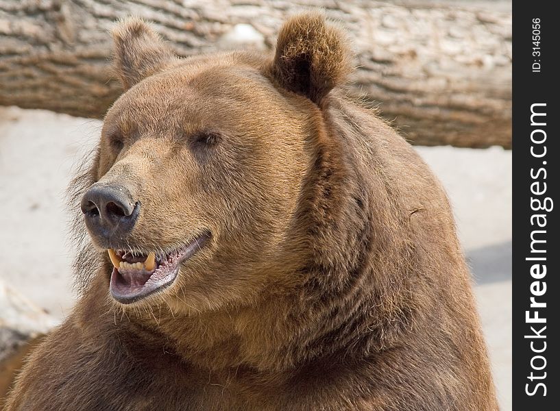 Brown bear in its enclosure. Brown bear in its enclosure
