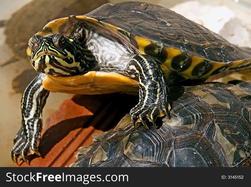 Turtle amphibios animal on close portrait. Turtle amphibios animal on close portrait