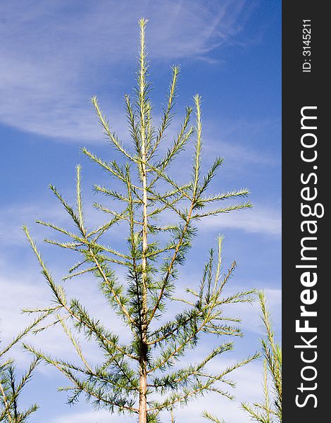 New larch Tree on blue sky background