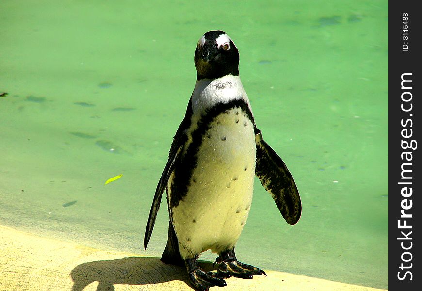 Penguin in London Zoo, Europe.