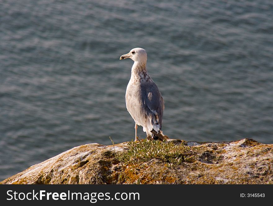 The gull standing at the brink of rock. sea background