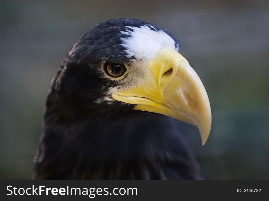 Steller's Sea eagle resting on a tree branch.