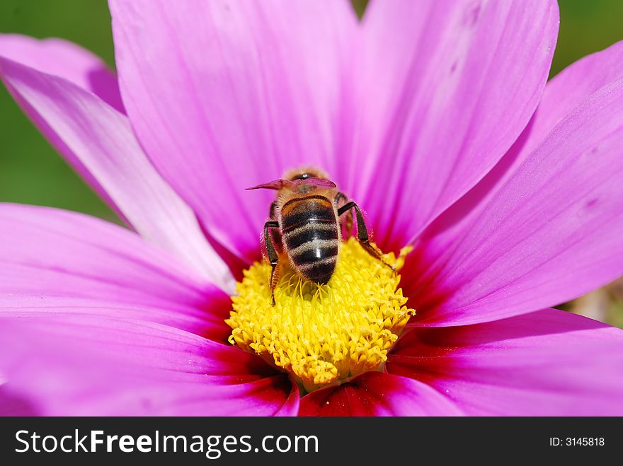 Bee on mountain vilola flower