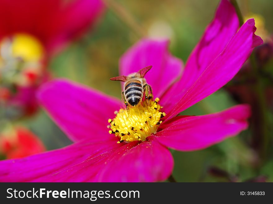 Bee on mountain vilola flower