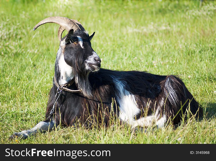 Billy goat layng on the grass. Billy goat layng on the grass