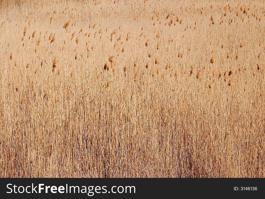 Reeds in Danube Delta