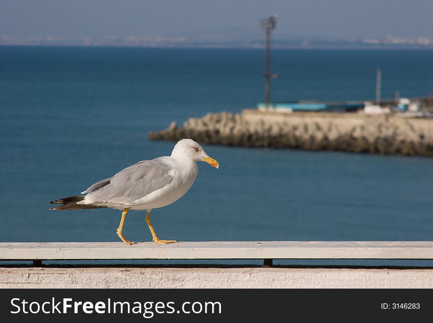 A seagull walking on the railing against sea background (out of focus). A seagull walking on the railing against sea background (out of focus)