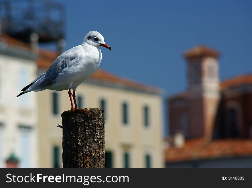 Portrait of Seagull on pier. Portrait of Seagull on pier