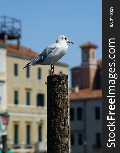 Portrait of Seagull on pier. Portrait of Seagull on pier