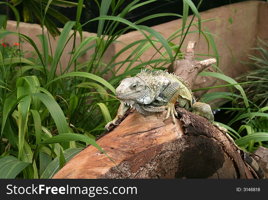Large Iguana on a tree stump in a reptile sanctuary