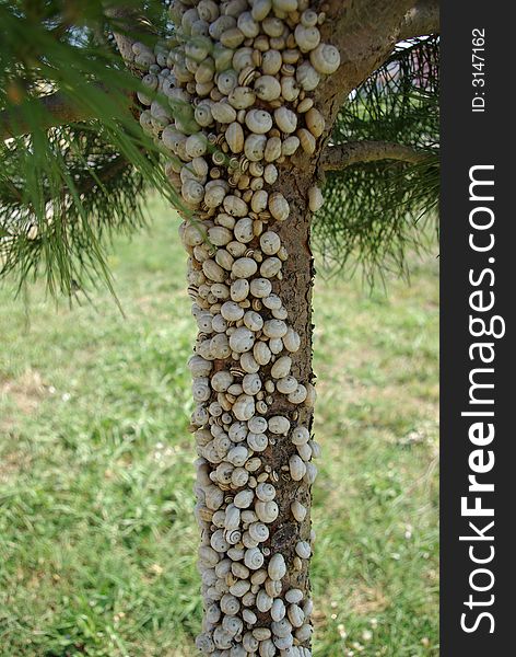 tree with full of snails. tree with full of snails