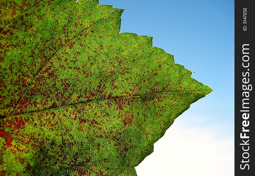 A autumnleaf from a different angle