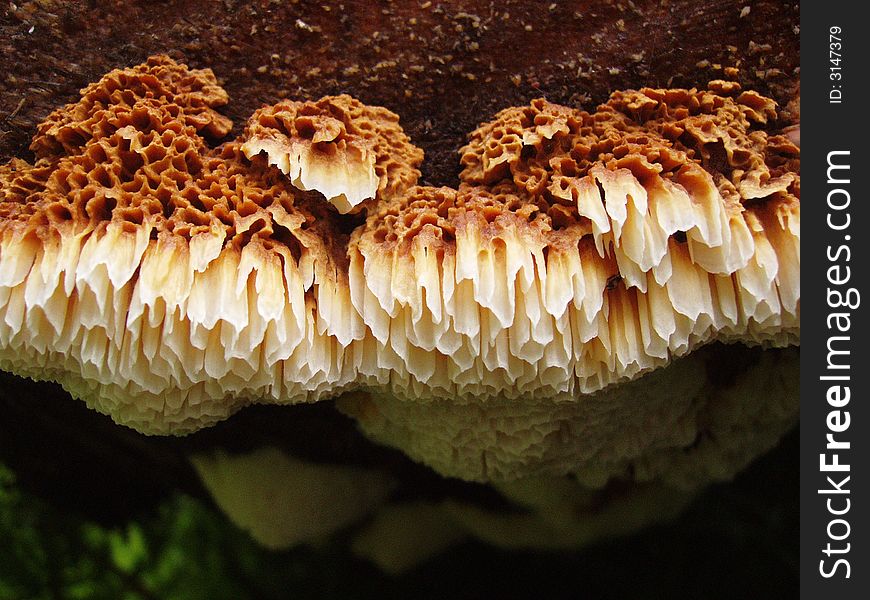 Orange polypore mushroom with very large spore tubes on bottom of log. Orange polypore mushroom with very large spore tubes on bottom of log