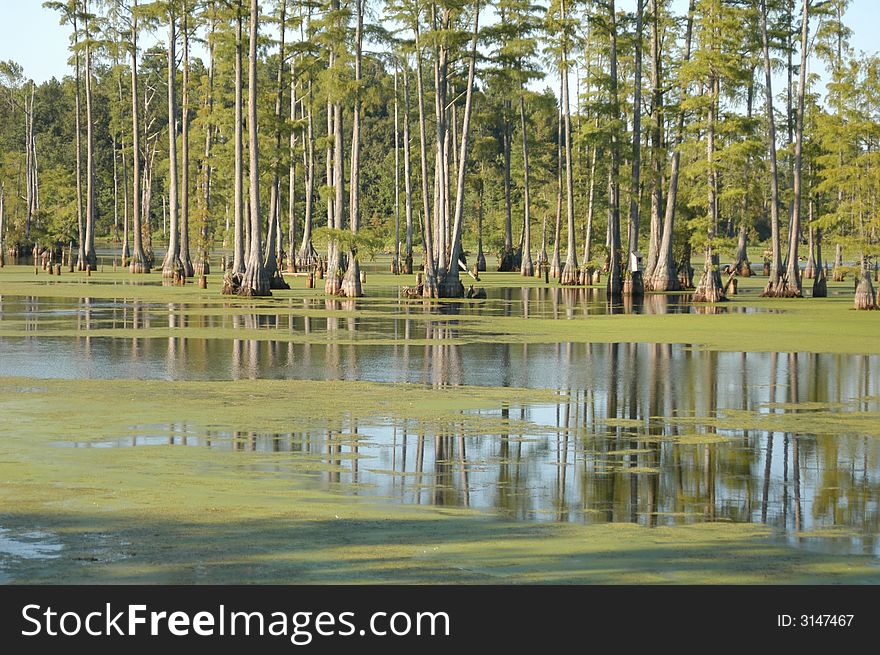 Tress growing in a southern swamp lake