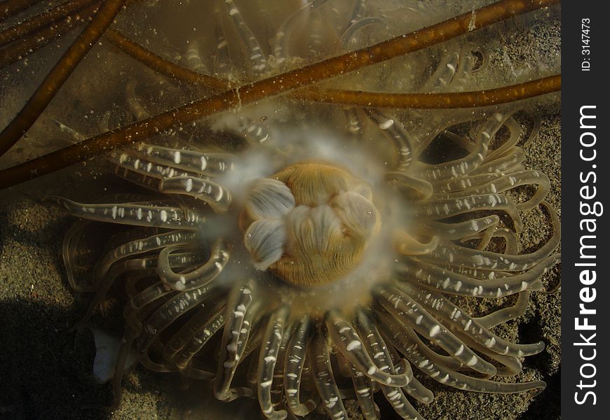 Closeup underwater photograph of spawning sea anemone in tide pool. Closeup underwater photograph of spawning sea anemone in tide pool