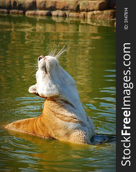 Indian Tiger bathing in lake with neck and head and neck streached virtical.