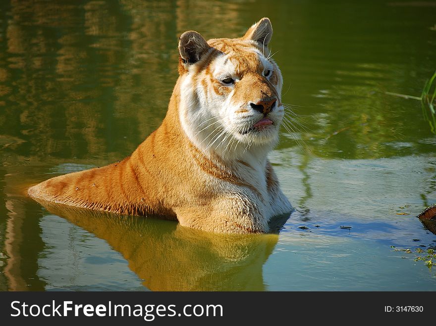Indian Tiger Laying In Lake