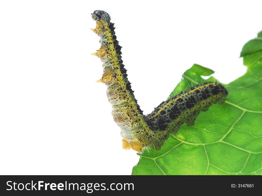 Caterpillar worm on green leaf