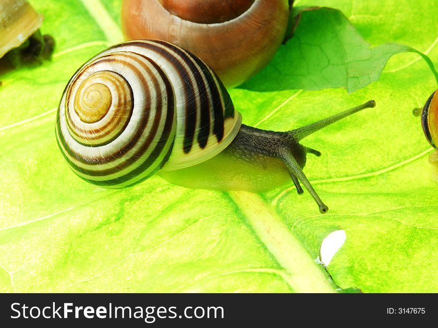 Snail