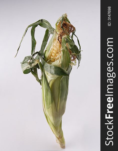 A unhusk corn standing up-right. A unhusk corn standing up-right