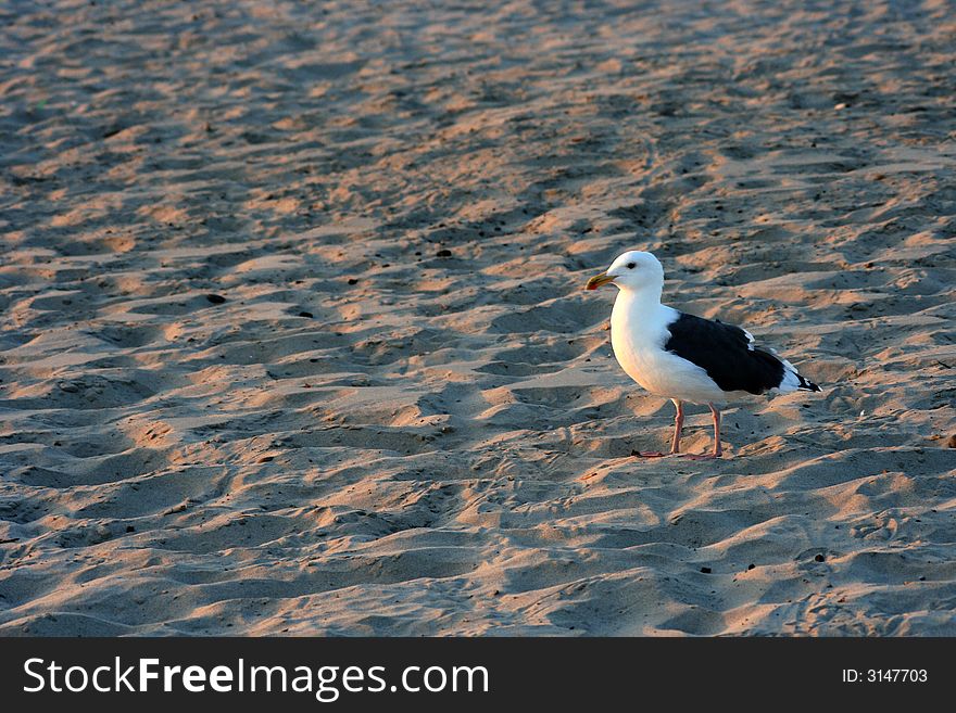 Seagull looking for food on the beach while the sun is setting. Seagull looking for food on the beach while the sun is setting.