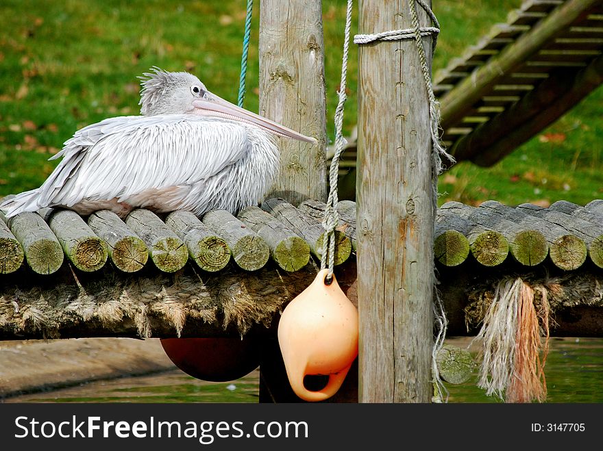 Pelican sitting on jetty